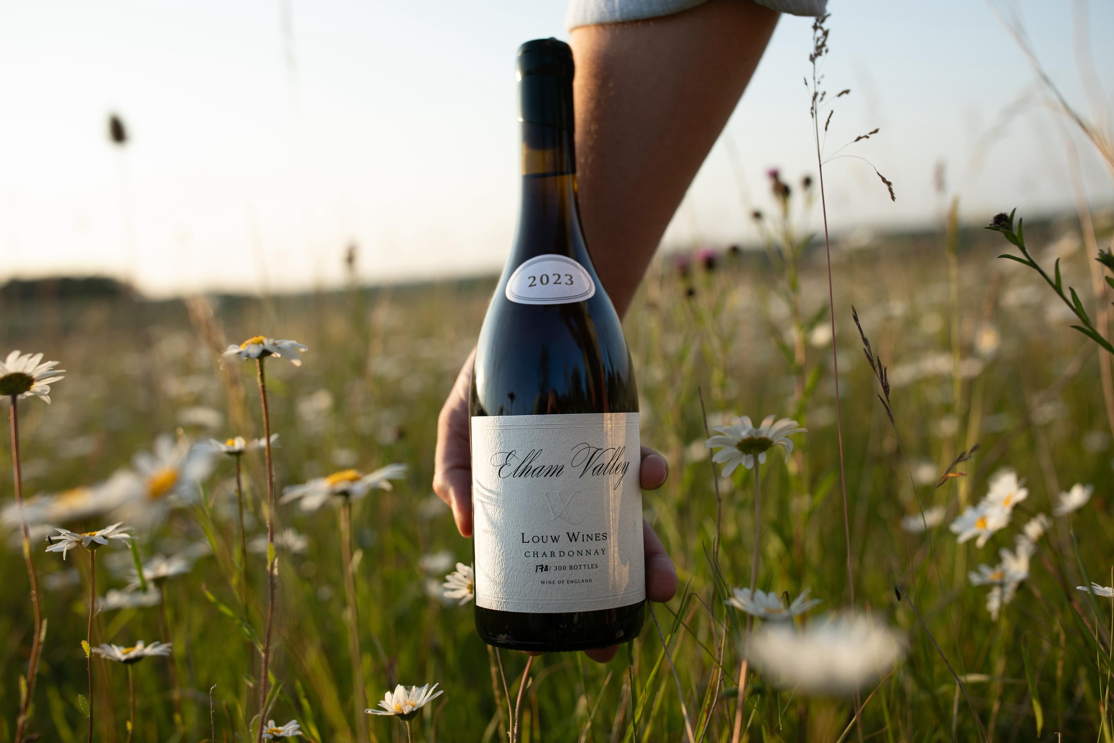 Chardonnay Vineyard